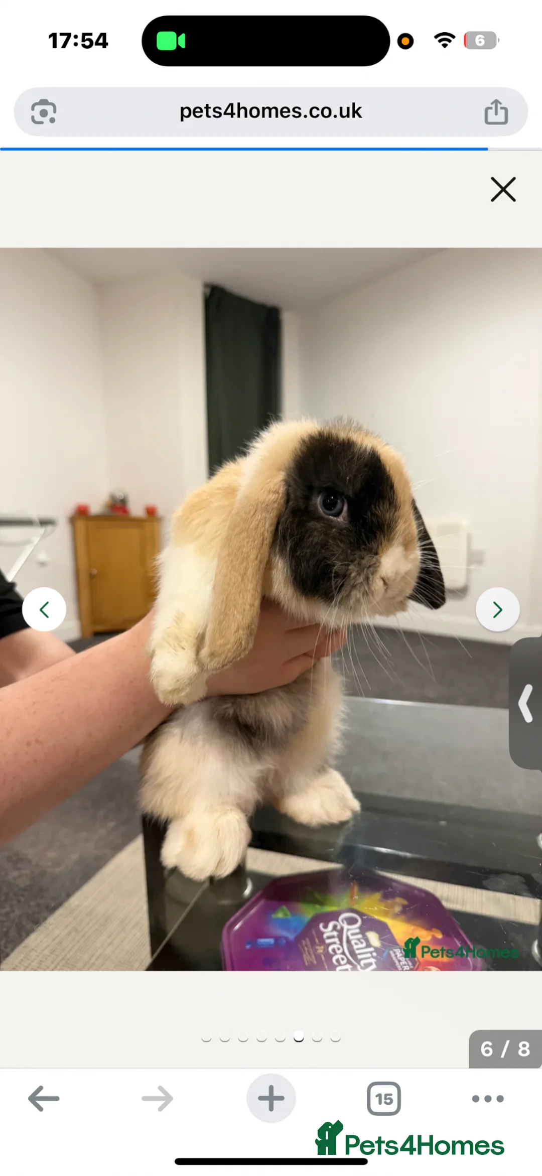 Mini Lop rabbits for sale: X2 mini lops for rehoming in Saint Helens - Advert 8