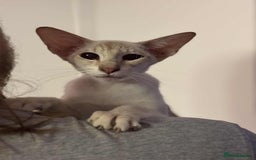 Siamese cats for sale: Siamese chocket and fawn bothvery loving gorgeous  - Image 1
