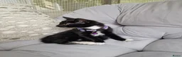 Domestic Shorthair cats for sale: Friendly, cute kittens ready for new homes - Advert 12
