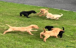 Labrador Retriever dogs for sale: Labrador pups - Image 8