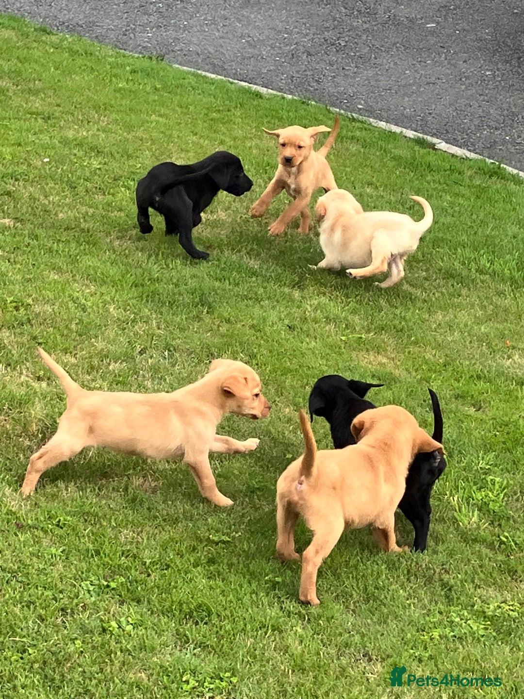 Labrador Retriever dogs for sale: Labrador pups - Image 8