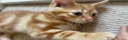 Mixed Breed cats for sale: Lovelo Ginger Kitten - Advert 3