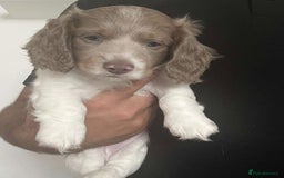 Miniature Dachshund dogs for sale: Adorable Long-Haired Miniature Dachshund Puppies! - Image 6
