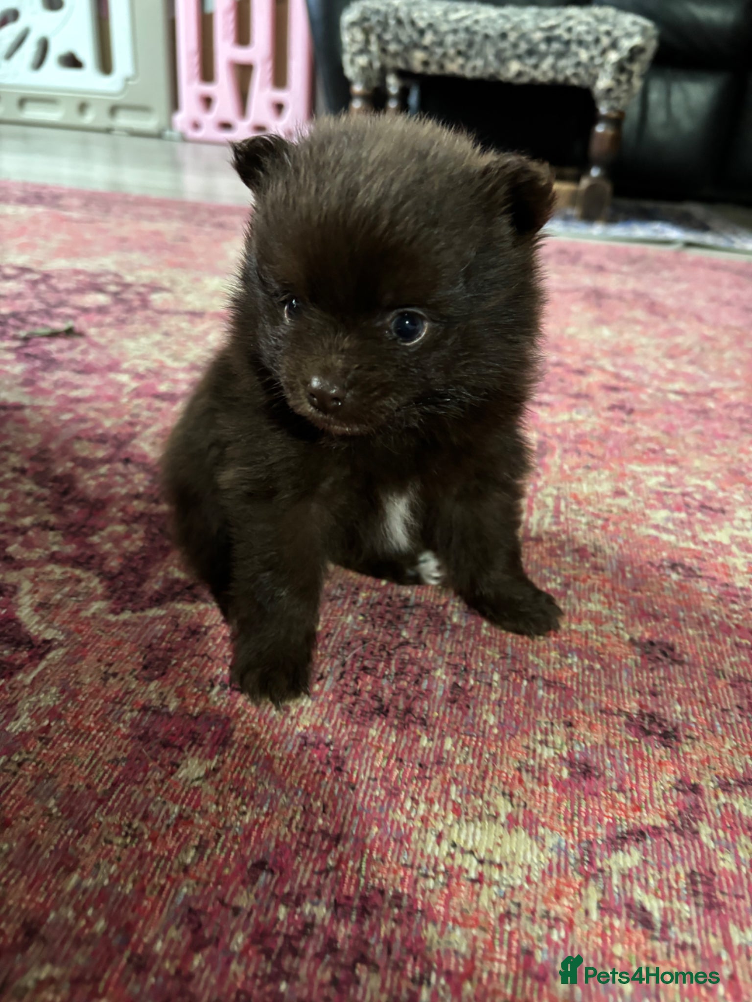 Pomeranian dogs Primroses small Chocolate boy Pom pups - Advert 10