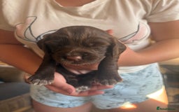 Sprocker dogs for sale: Sprocker puppies - Image 4