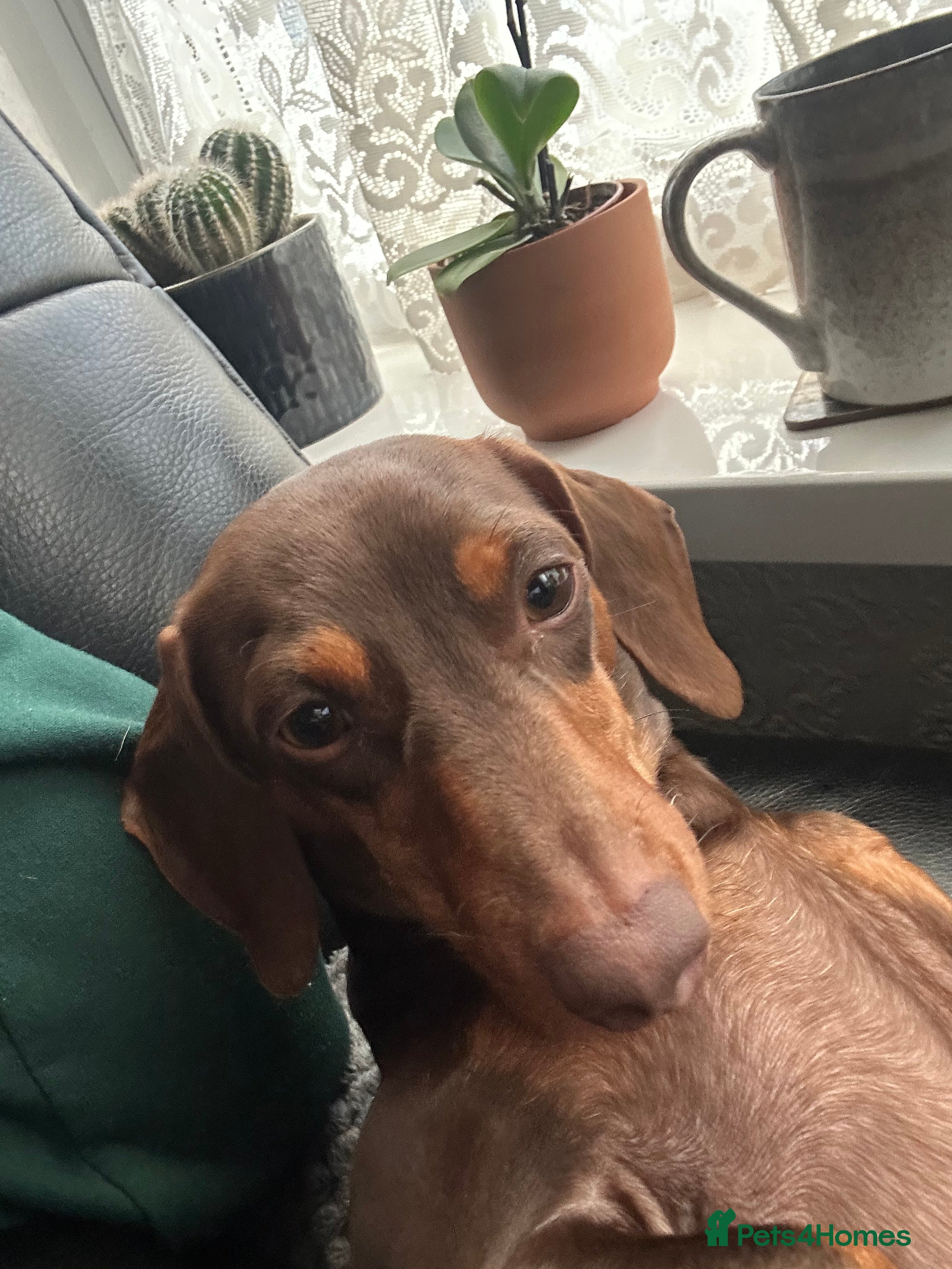 Miniature Dachshund dogs Miniature dachshund for stud  - Advert 21