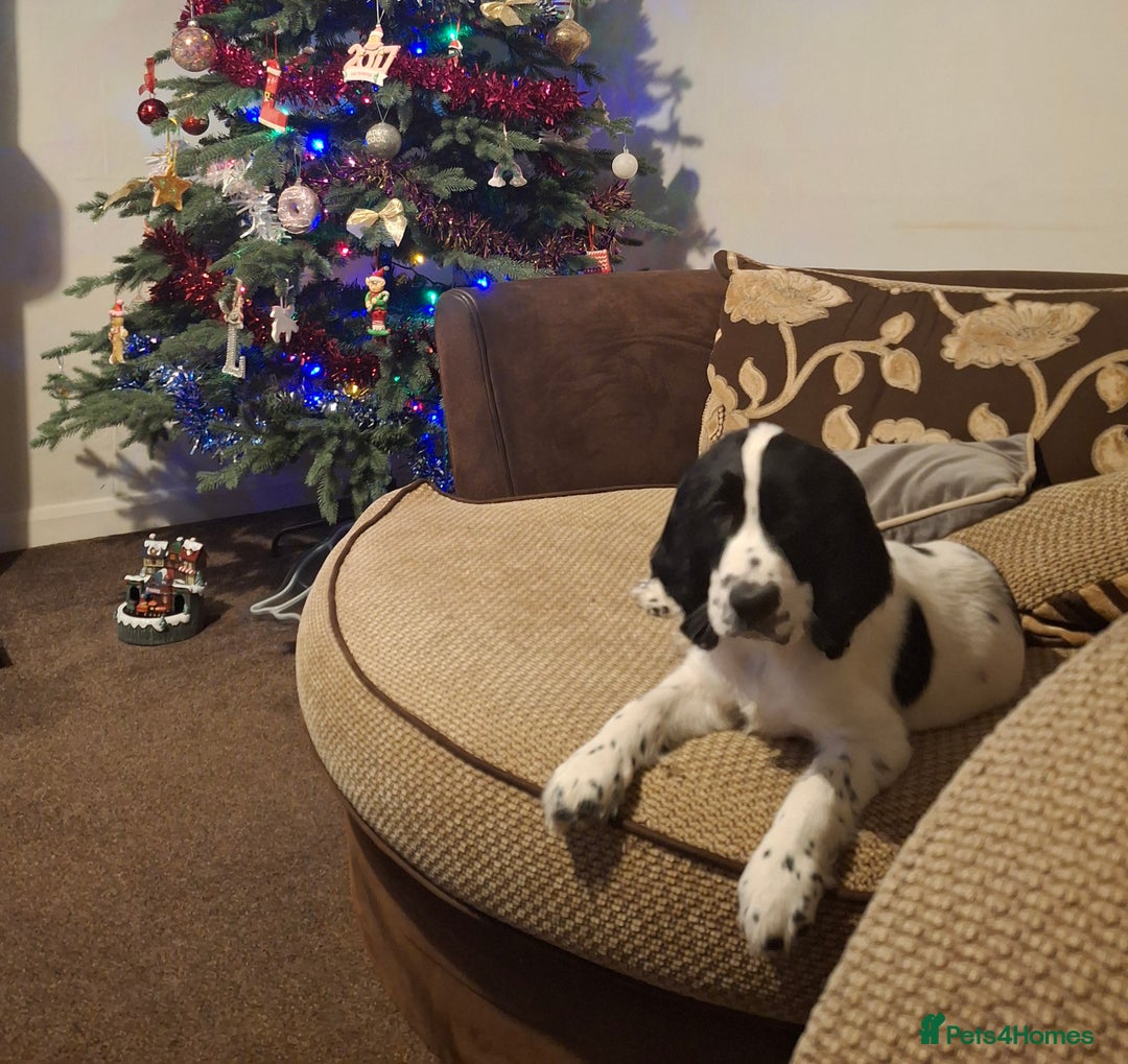 Cocker Spaniel dogs for sale: Our last pup - Ready now - KC Reg cocker spaniel! - Advert 1