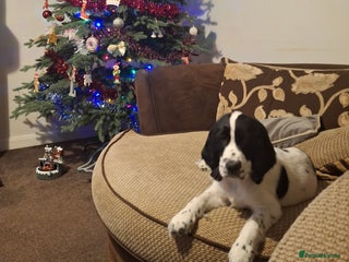 Cocker Spaniel dogs Our last pup - Ready now - KC Reg cocker spaniel! - Advert 1