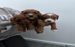 Cavapoo dogs for sale: F1 toy cavapoos health tested  - Image 11