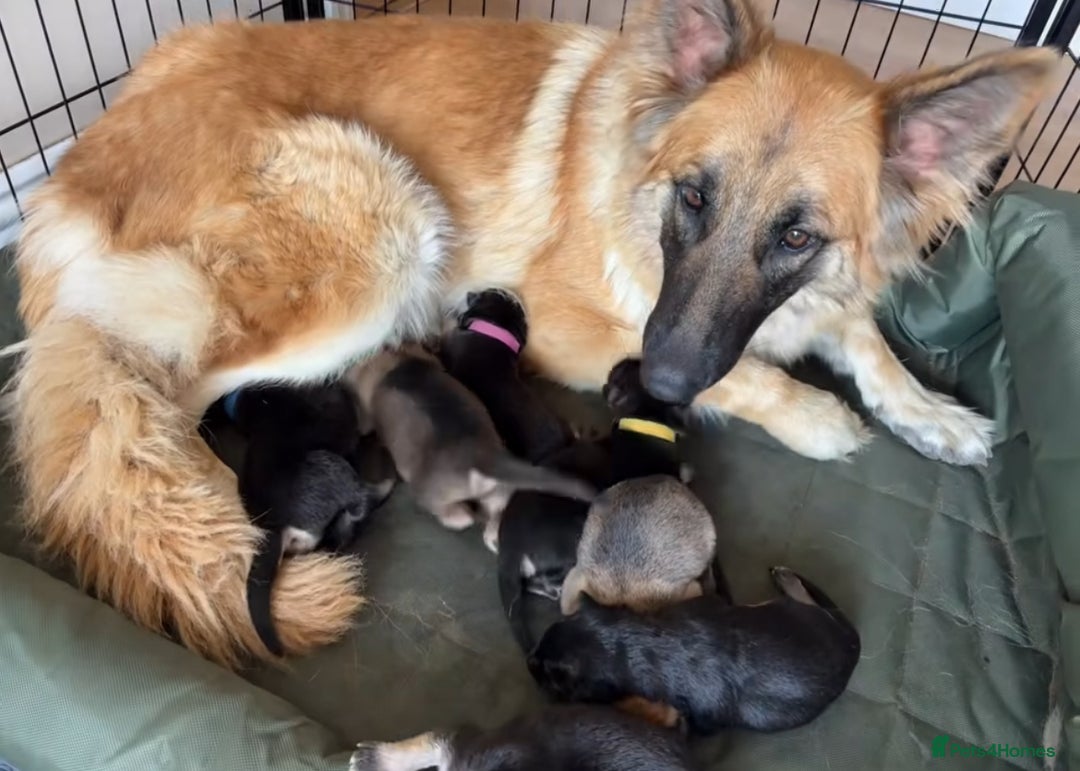 German Shepherd dogs for sale: German shepherd puppy - Image 5