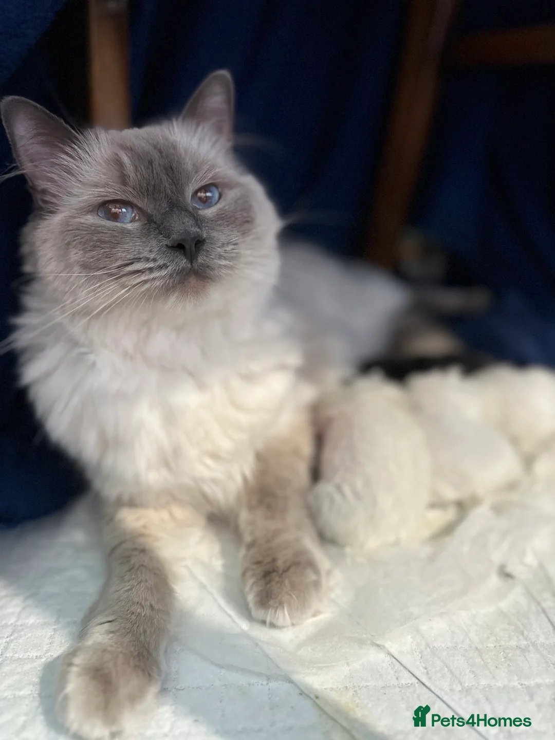 Ragdoll cats for sale: RAGDOLL-PERSIAN KITTENS - Advert 2