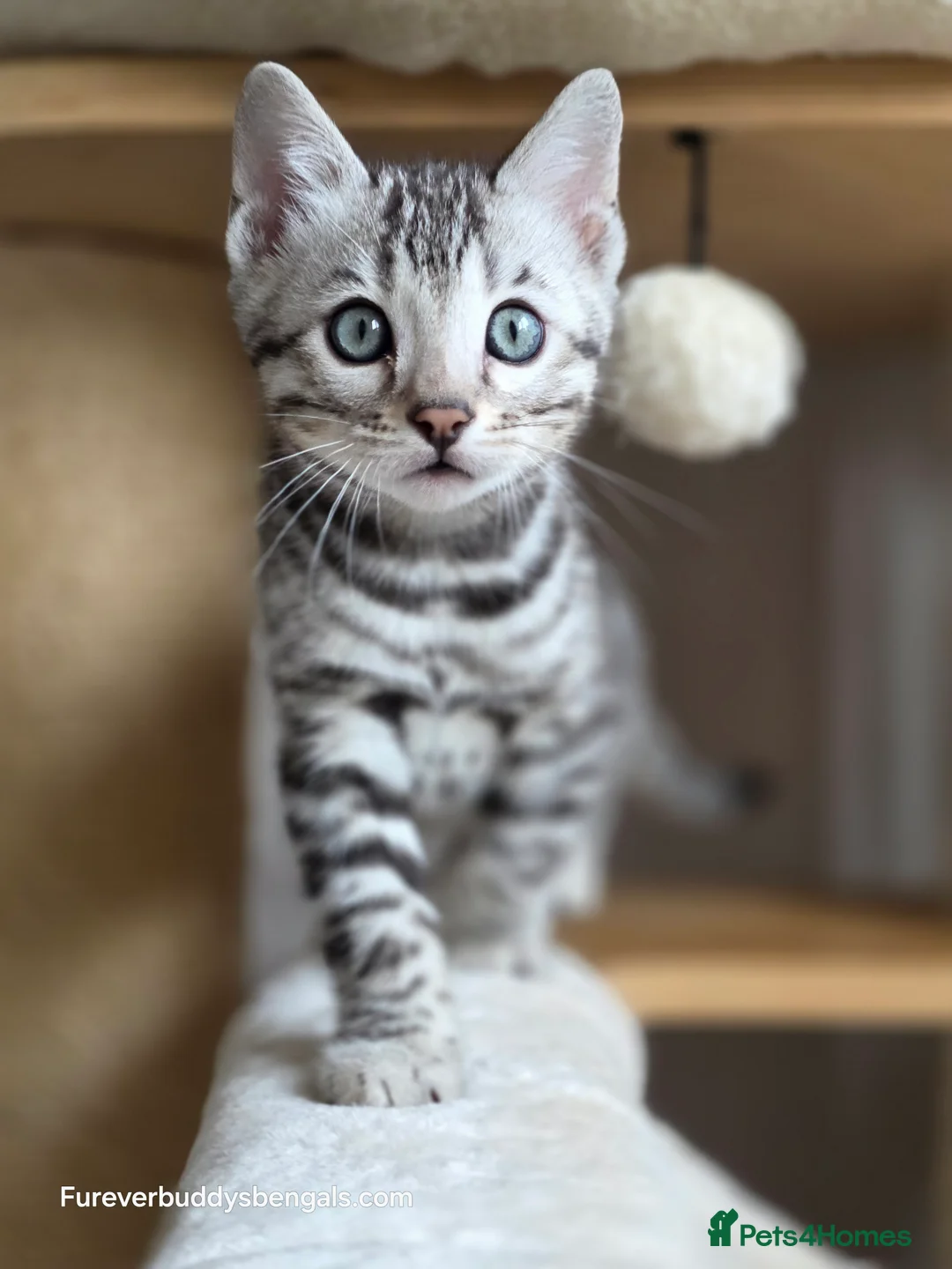 Bengal cats for sale: Gorgeous Rosetted Bengal Kittens  in Congleton - Advert 12