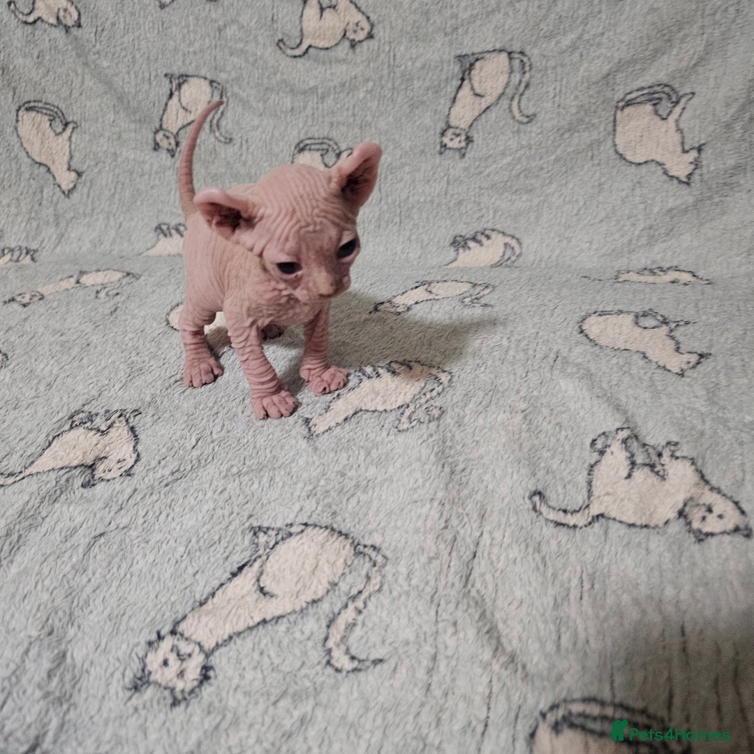 Sphynx cats for sale: From odd eyes father elf shpynx tica pedigree.  - Image 6