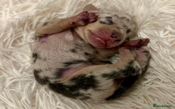 Miniature Dachshund dogs for sale: KC Miniature Dachshunds Blue and Cream dapple - Image 4