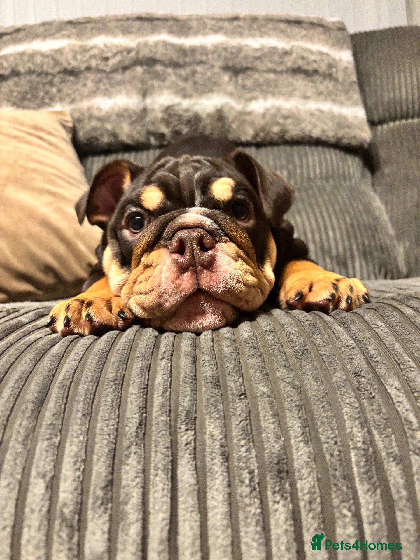 English Bulldog dogs Chocolate and tan British/english bulldog female - Advert 8