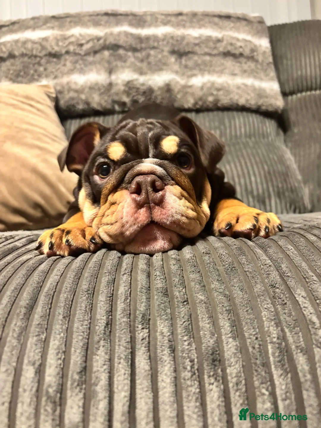English Bulldog dogs for sale: Chocolate and tan British/english bulldog female - Advert 1