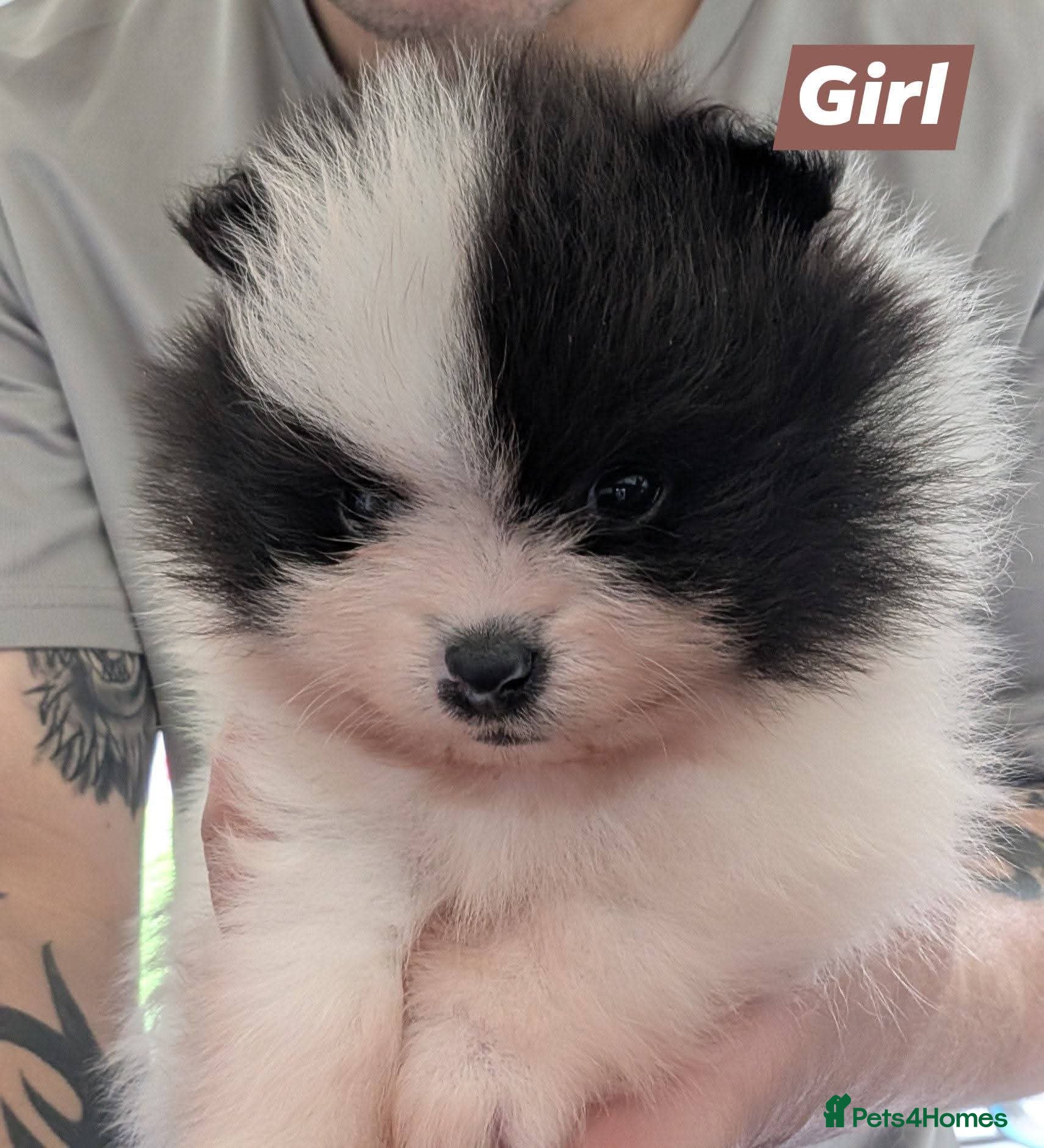Pomeranian dogs Gorgeous KC Pomeranians  - Advert 1