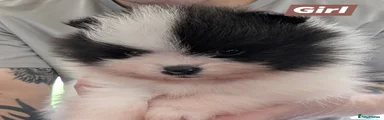 Pomeranian Puppy 3