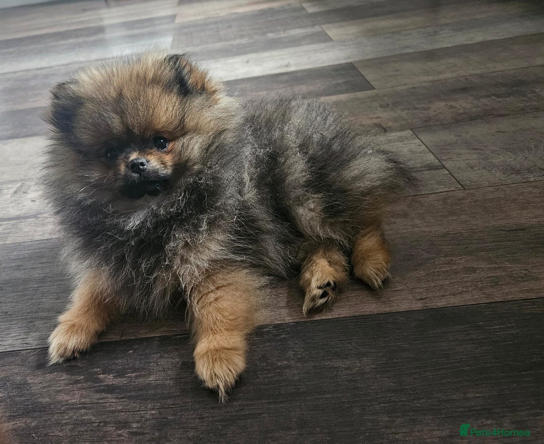Pomeranian dogs for sale: Female Pomeranian Girl - Image 5