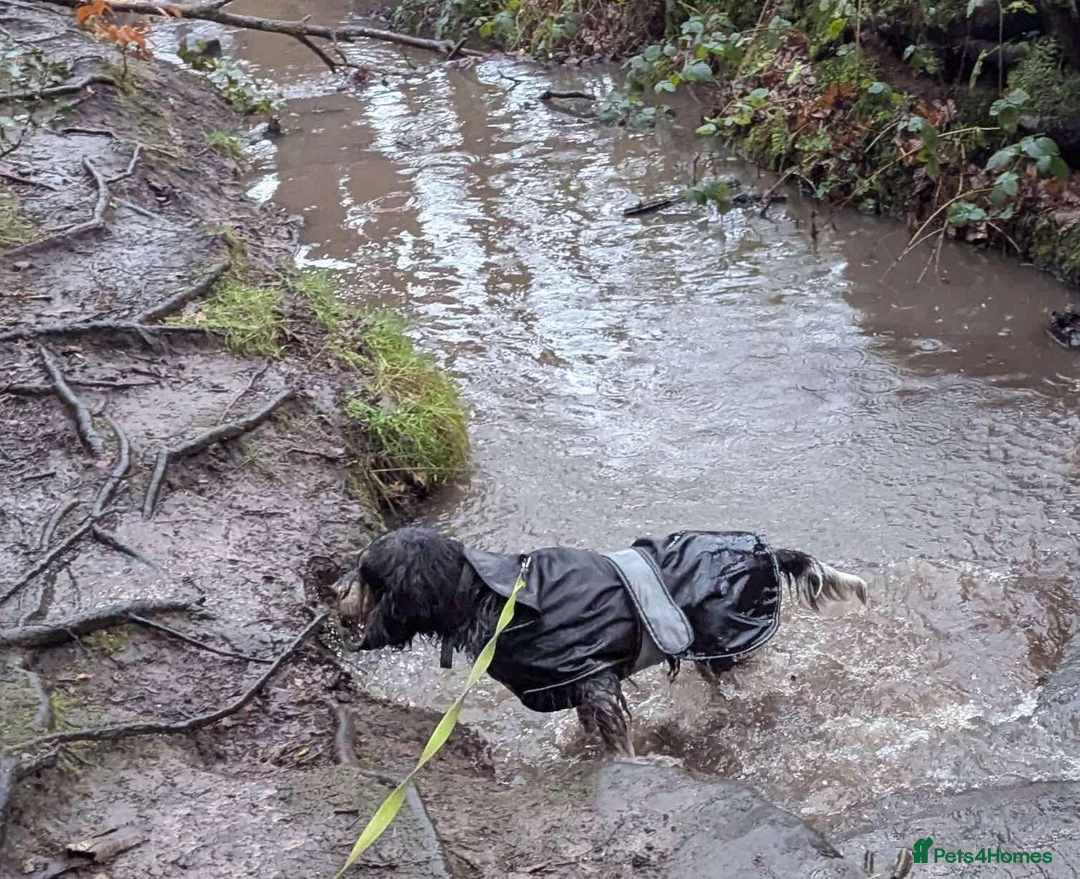 Mixed Breed dogs for adoption: Wendy - Griffon Bleu de Gascogne for Adoption in Wallasey - Advert 8