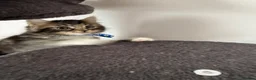 Ragcoon cats for sale: Mainecoon ragdolls  - Advert 14