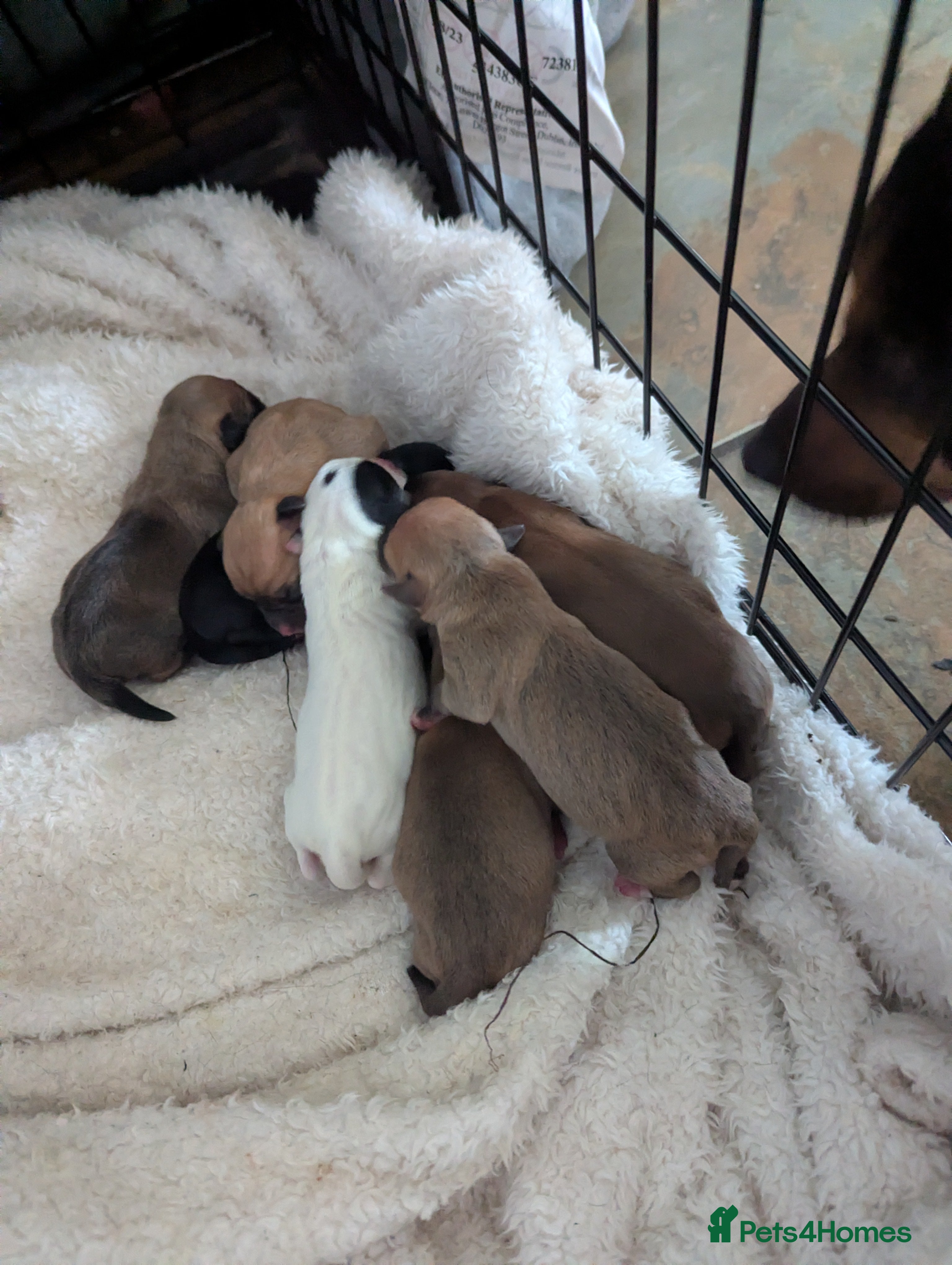 Jack Chi dogs Jack Chi babies  - Advert 4