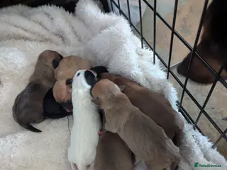 Jack Chi dogs Jack Chi babies - Advert 4