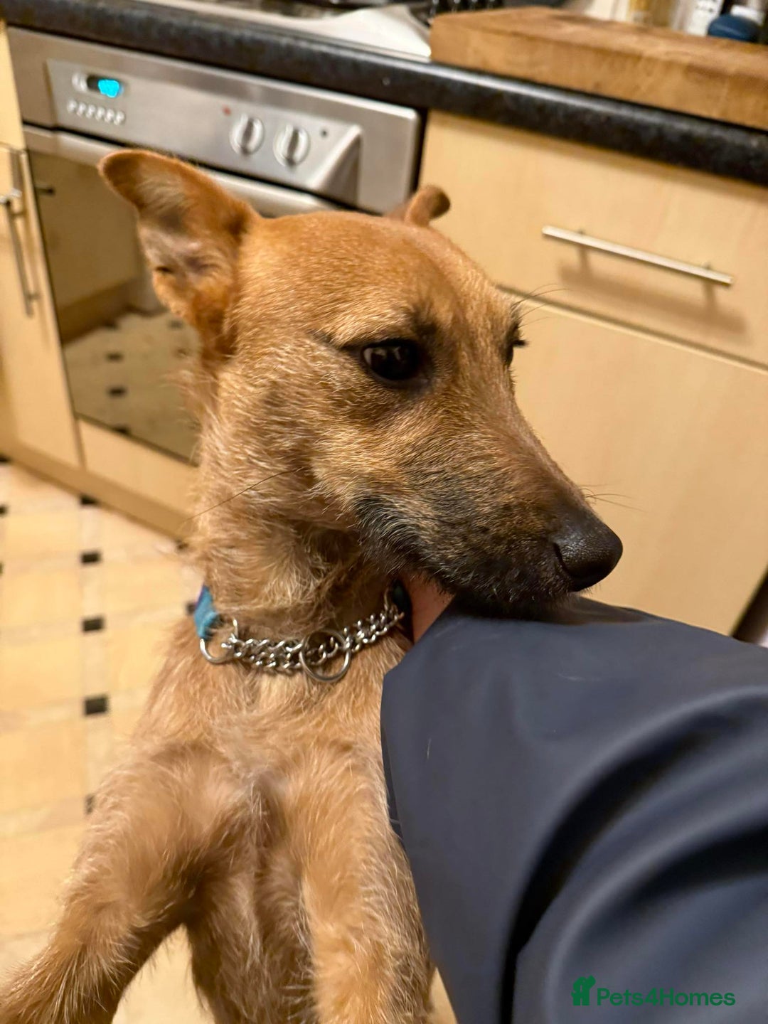 Mixed Breed dogs for sale: Lady 20 month old lakeland x bedlington - Advert 5