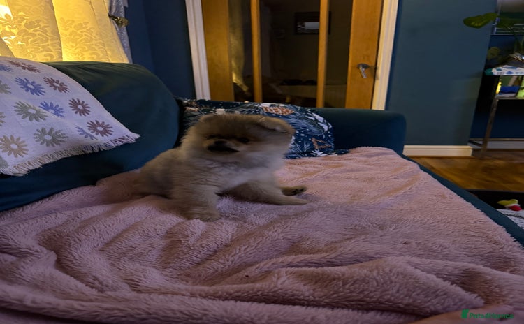 Pomeranian dogs - Advert 1