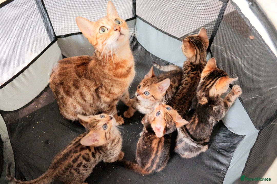 Bengal cats for sale: GORGEOUS RARE BENGAL BOY FOR REHOME 😻 - Image 5