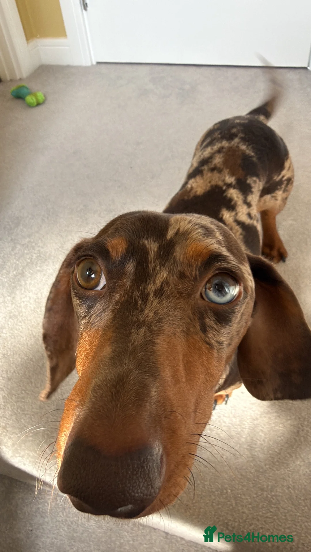 Miniature Dachshund dogs for stud: Miniature Dachshund Stud – Newt 🩵🤎 - Advert 5