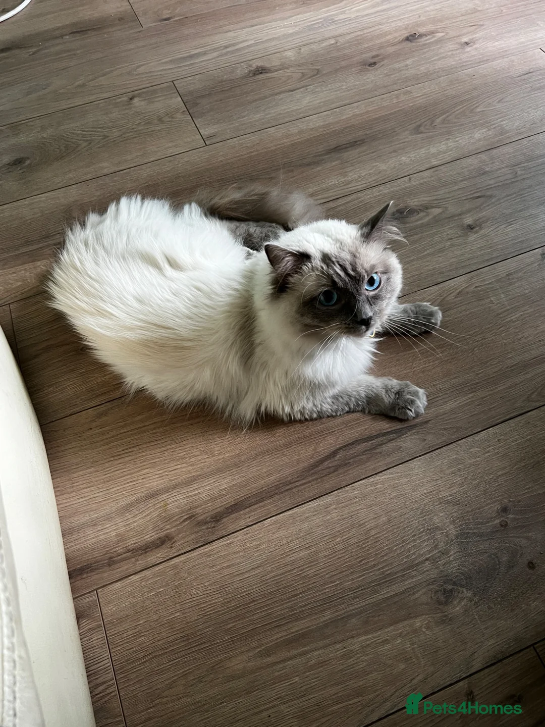 Ragdoll cats for sale:  GCCF Ragdoll Male - 1 Year Old - Advert 2