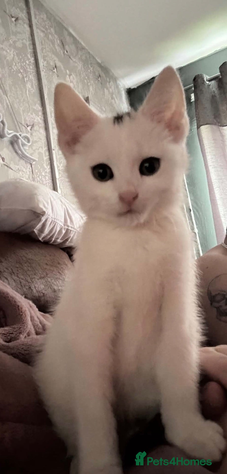 Mixed Breed cats for sale: X2 9 week old kittens for sale  - Advert 5