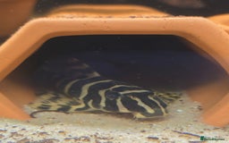 Plecos fish for sale: Juvenile/Sub adult Leopard frog plecos L134 - Image 2