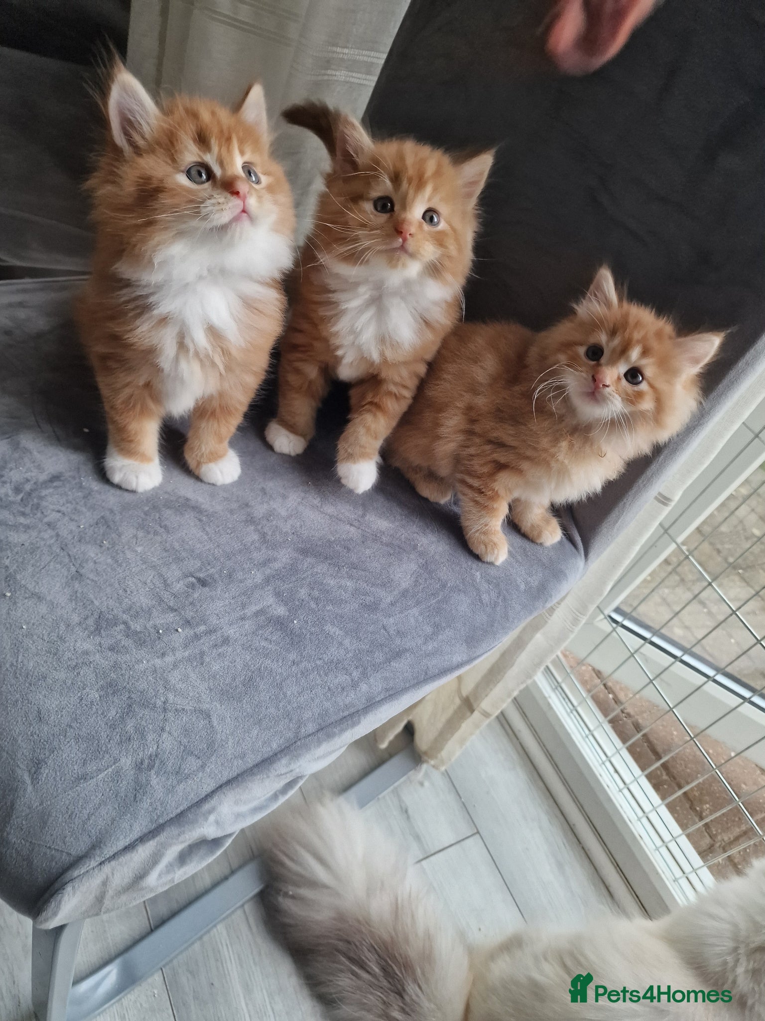 Norwegian Forest Cat cats for sale: Beautiful ginger Norwegian kittens  - Advert 1