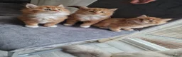 Norwegian Forest Cat cats for sale: Beautiful ginger Norwegian kittens  - Advert 1