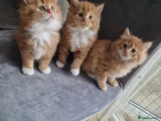 Norwegian Forest Cat cats for sale: Beautiful ginger Norwegian kittens - Advert 1
