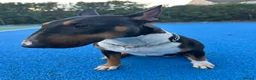 English Bull Terrier dogs for sale: UK Champion Bloodline Puppies Waiting List Open - Advert 7