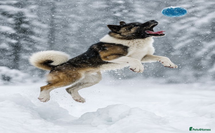 Akita dogs ***Chico’s finding LOVE… Proven Stud*** in Birmingham - Advert 2