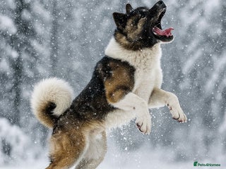 Akita dogs ***Chico’s finding LOVE… Proven Stud*** in Birmingham - Advert 2