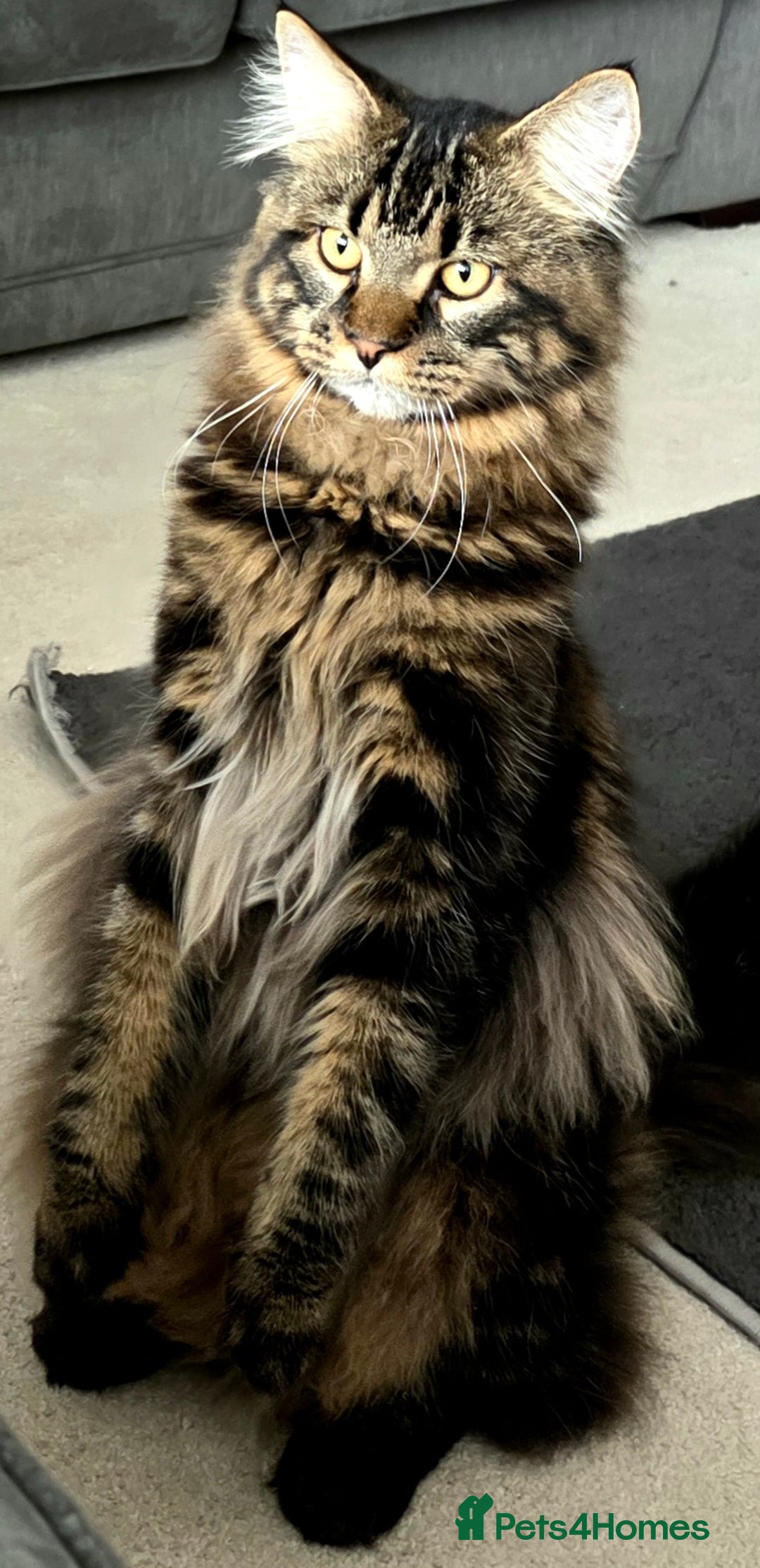 Maine Coon cats for sale: Five stunning maine coon kittens - Advert 7