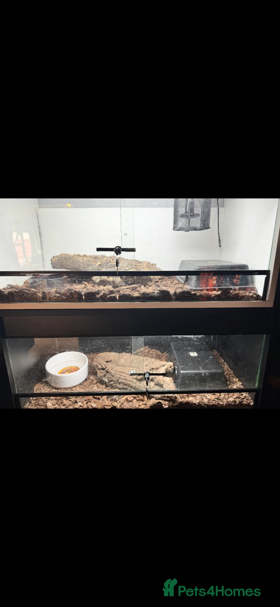Python Snake reptiles for sale: Two male and female ball pythons - Advert 4
