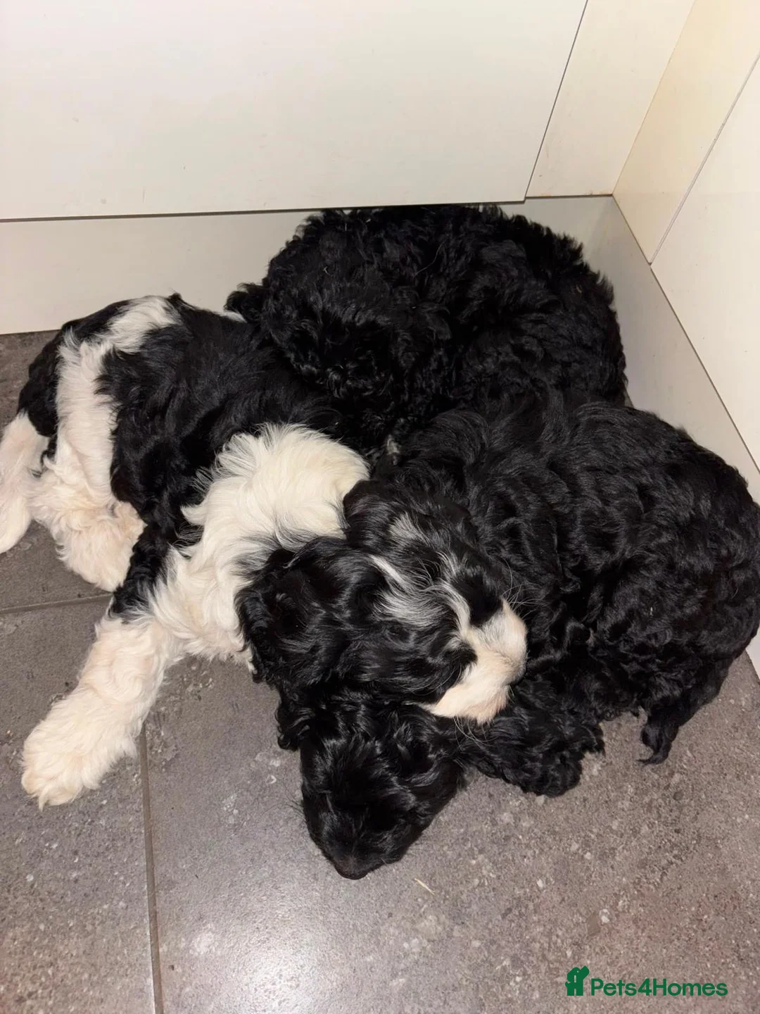 Cockapoo dogs for stud: ‼️PROVEN cockapoo stud available ‼️ - Advert 12