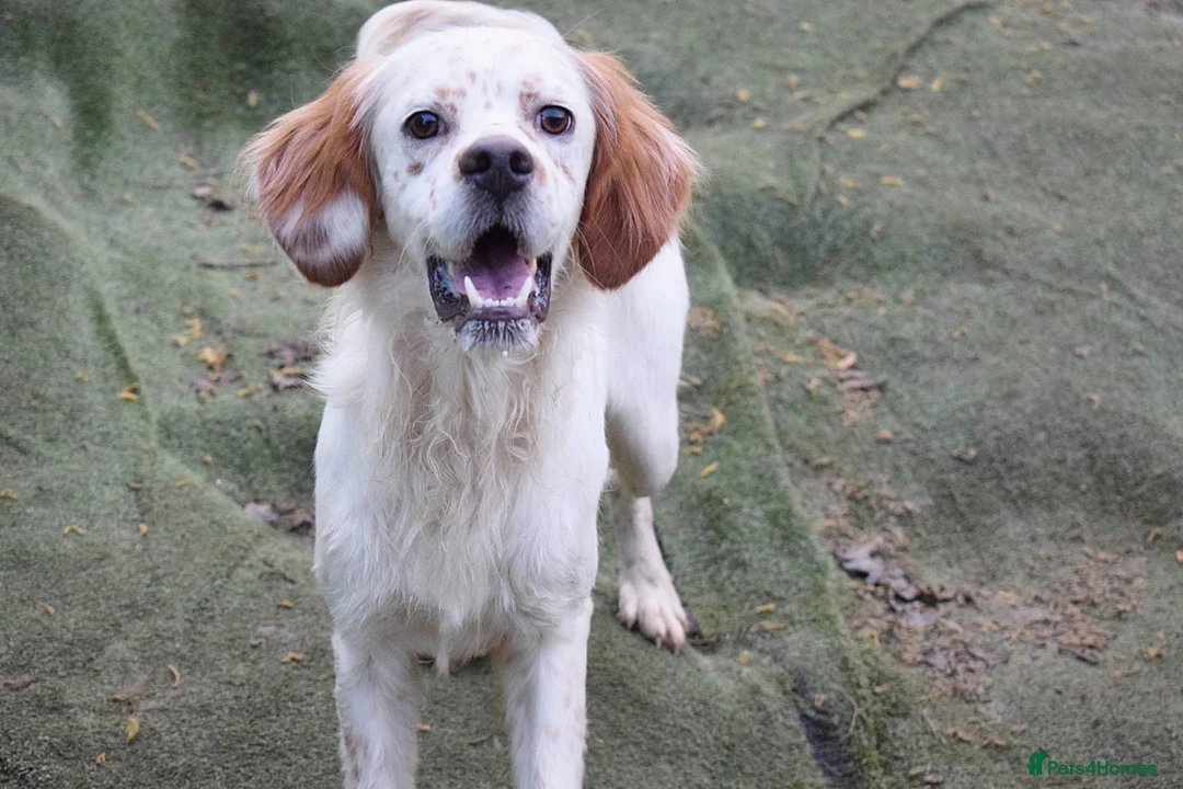 English Setter dogs for adoption: Torre - Advert 1