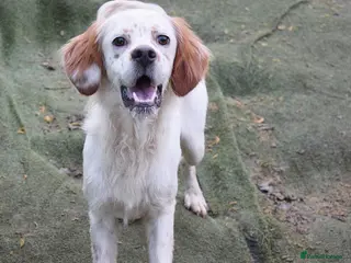 English Setter dogs Torre - Advert 1