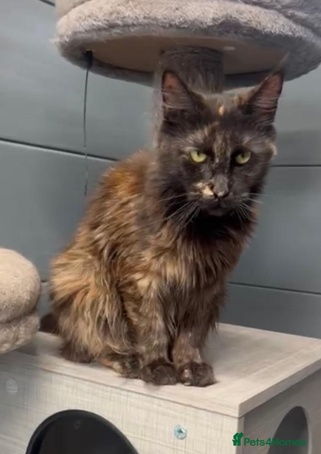 Maine Coon cats for sale: Tortie maine coon girl looking for adoption - Image 4