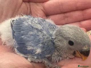 Lovebirds birds Lovebird babies - friendly chicks - Advert 3