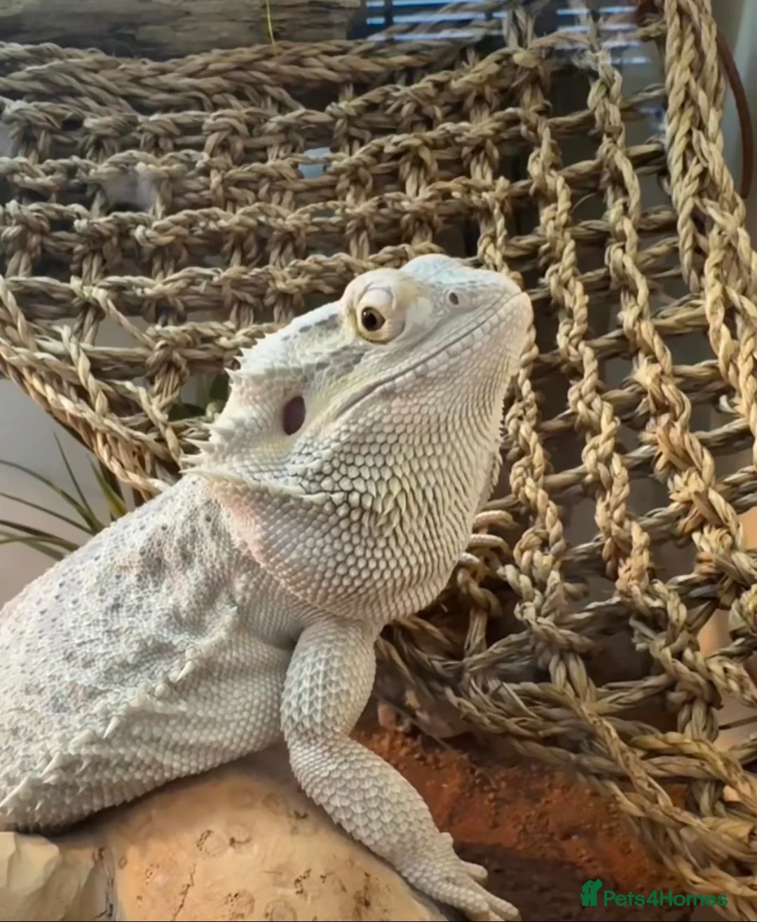 Bearded Dragon reptiles for sale: 4yr Old Bearded Dragon & Vivarium in Tredegar - Advert 1