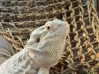 Bearded Dragon reptiles 4yr Old Bearded Dragon & Vivarium - Advert 3