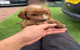 Cockapoo dogs for sale: Coockapoo - Image 8